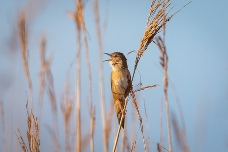 Snor in het ochtend licht 