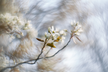 gemaakt met een helios lensje