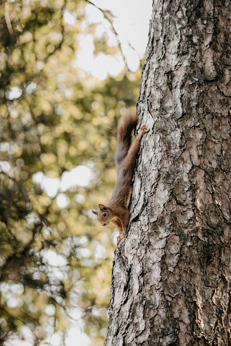 Snelle rakker 🐿️