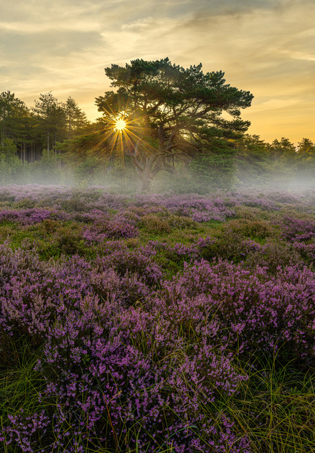 Boom op de heide vlakte