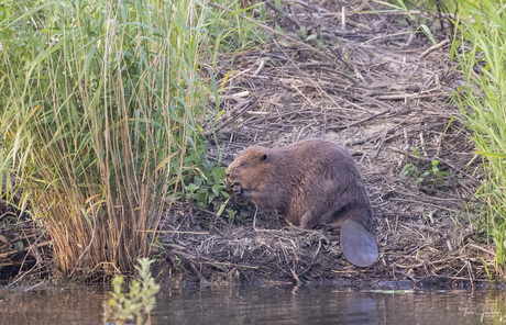Bever op zijn burcht