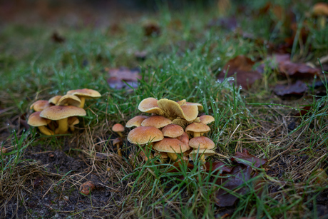 Zwavelkoppen - Baarnsche Bos - 21 december 2025