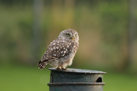 Steenuil op bezoek in de tuin op zoek naar eten.