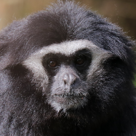 Gibbon