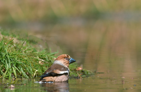 Appelvink