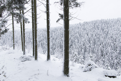 Winter in Ardennen