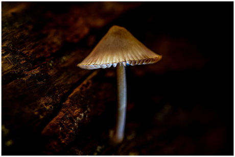 Lampenkapje in het bos.....