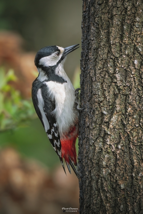 Grote bonte specht (Dendrocopos major).