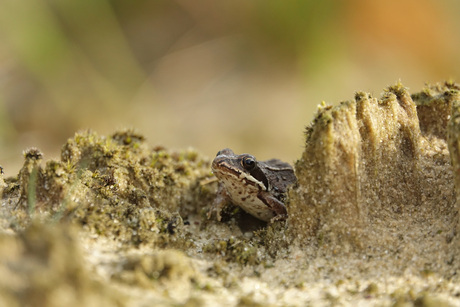 Kikkertje op de heide