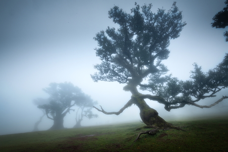 March of the Ents