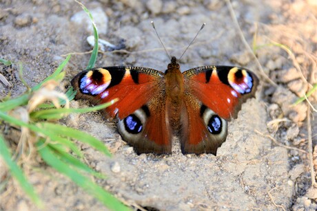 Een vlinder in Rust