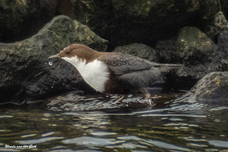 Zwartbuikwaterspreeuw