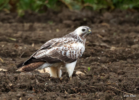 buizerd