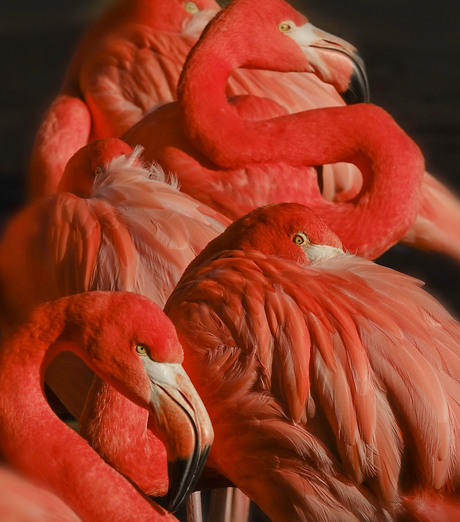 flamingo's....................