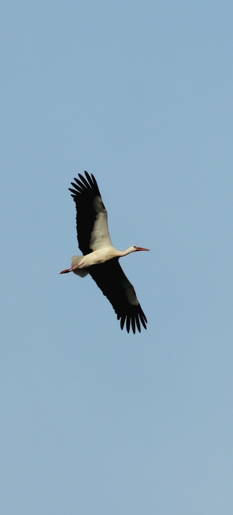 Kraanvogel 