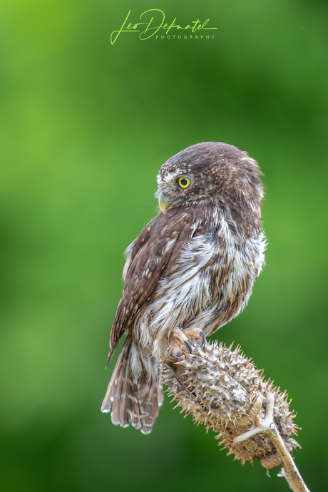 Mini-Uil, Maxi-Attitude