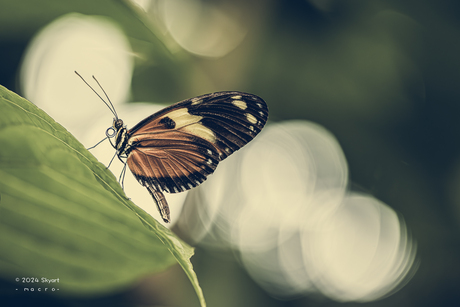 Heliconius hecale