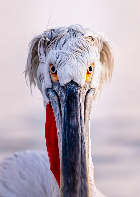 Portret van een Kroeskop pelikaan 