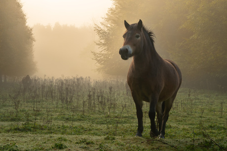 Exmoor pony