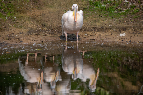 Eenzame pelikaan