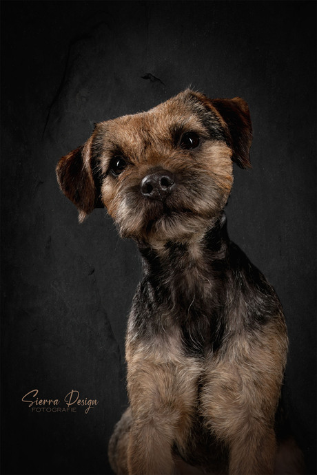 Border Terrier in de studio