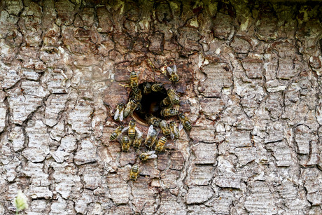Bzzzzzzzzzt