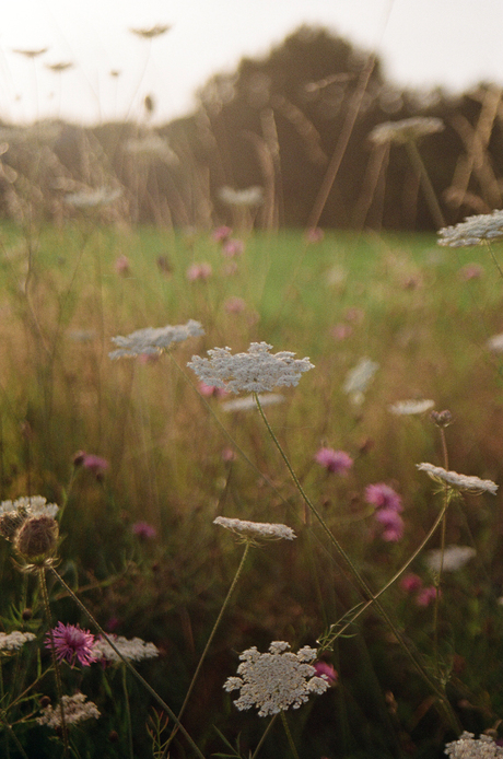 Wilde natuur