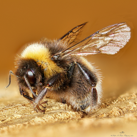 Hommel XL focus stack