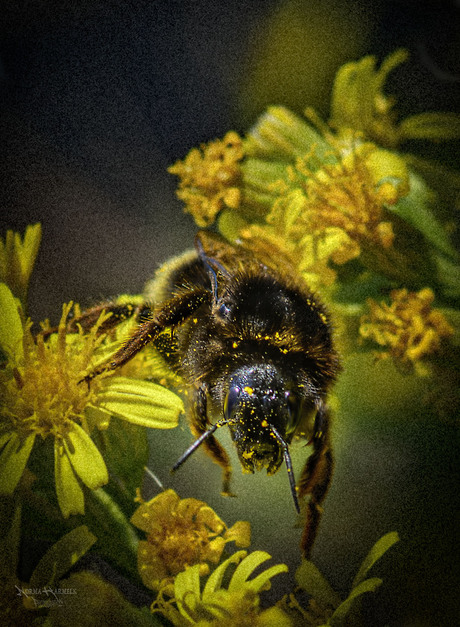 Hommel