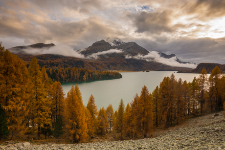 Autumn foliage