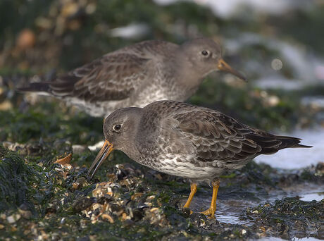 Paarse strandloper