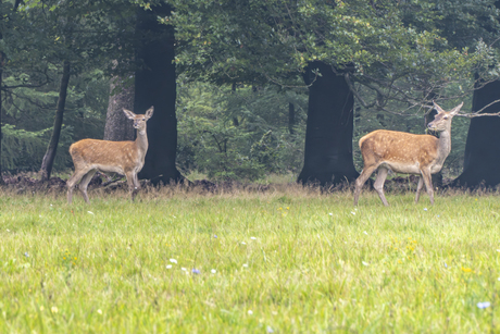 Bronst op de Veluwe 