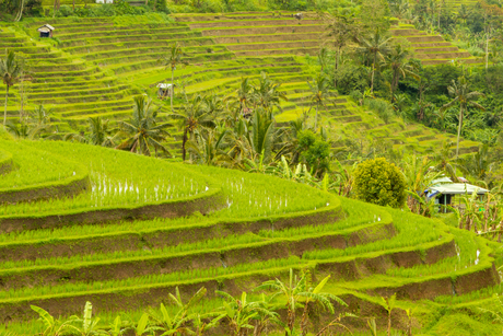 Jatiluwih Rise Terraces