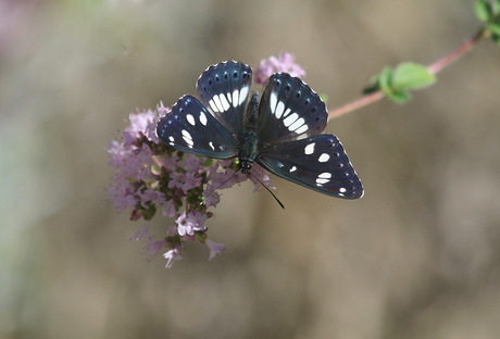 Blauwe ijsvogelvlinder