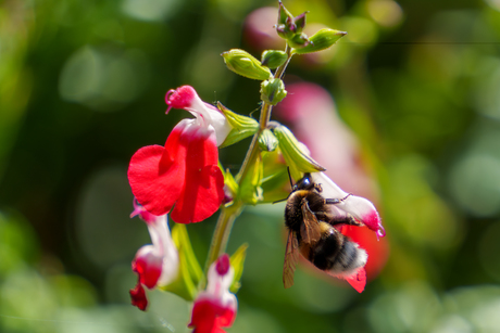hommel