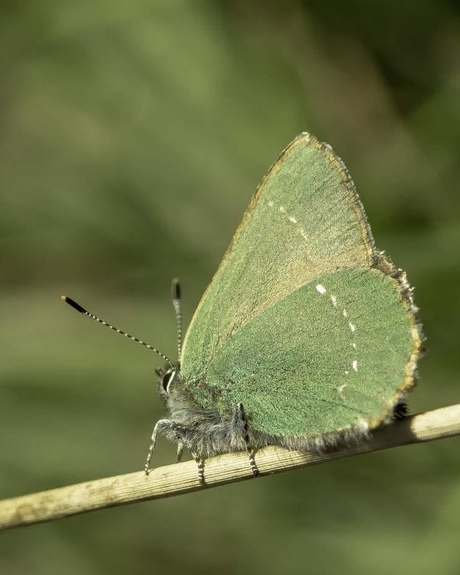 Groentje, Callophrys rubi