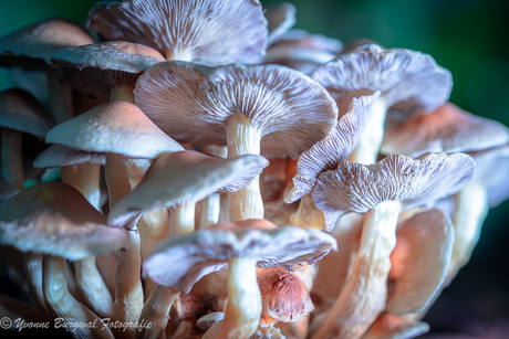 het lijkt wel een kabouter flatgebouw