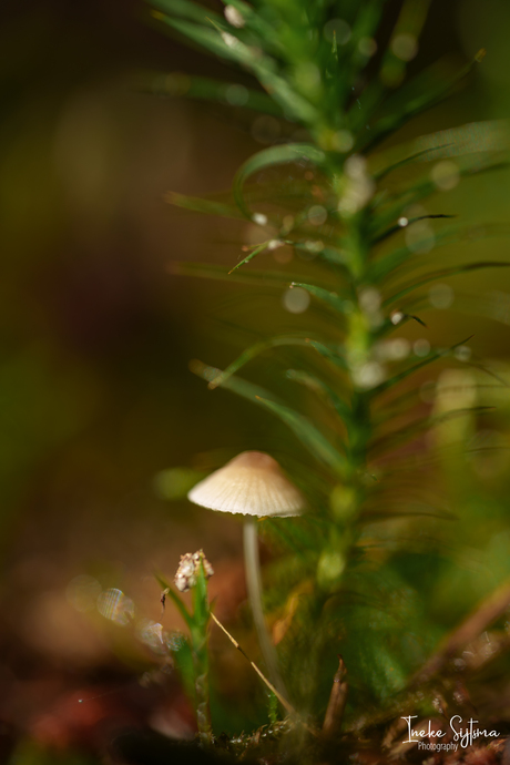 Mycena tussen het mos