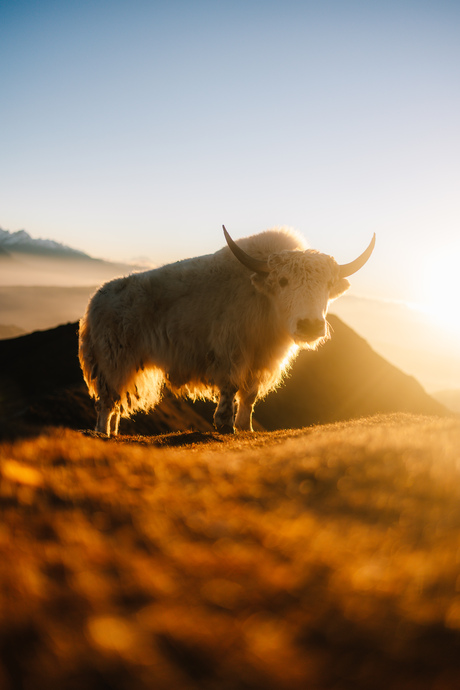 White Yak