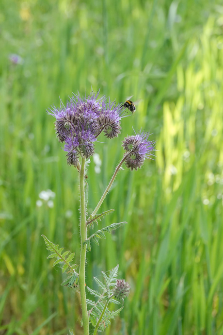 Phacelia 