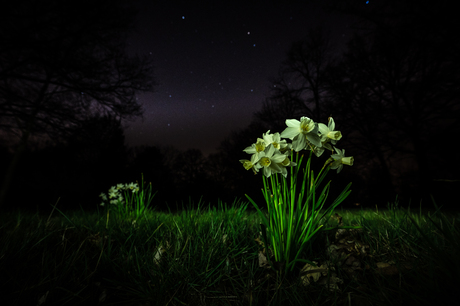 Nightscape van narcissen.