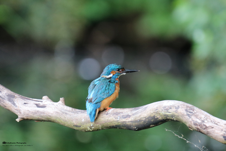 IJSvogel