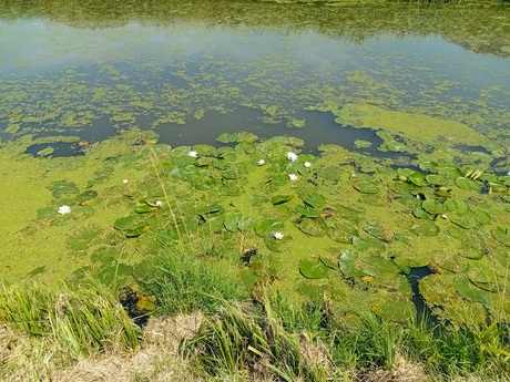Waterlelies 