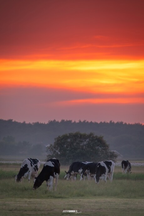 Zonsondergang, koeien en beetje heiig.