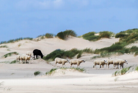 Texelaars in de duinen.