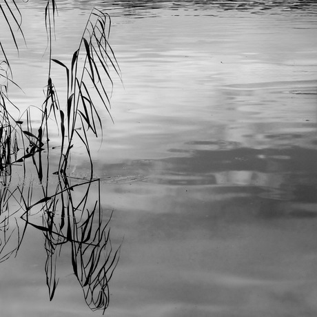 Wat is de échte rietpluim ?