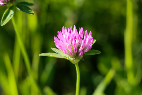Flowers Lago d' Orta