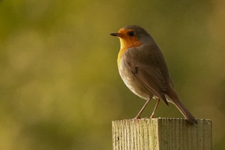 Roodborstje in herfstsetting