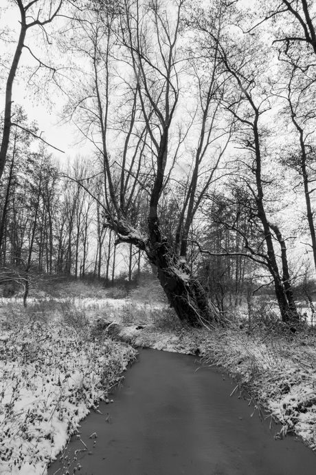 Witte sneeuw, zwart wit.