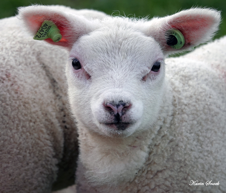 "Portret van een lammetje..."